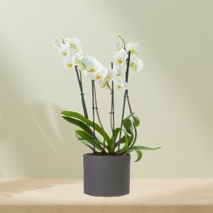 Witte orchidee incl. pot