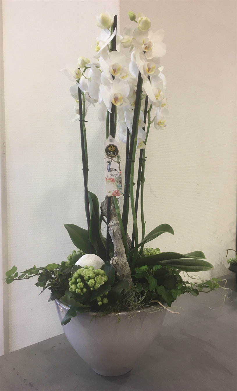 Orchidee in pot